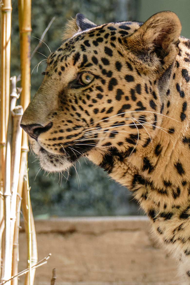 Männlicher Indischer Leopard BHAGYA am 7. September 2020 in der Außenanlage am Großkatzen-Haus im Grünen Zoo Wuppertal