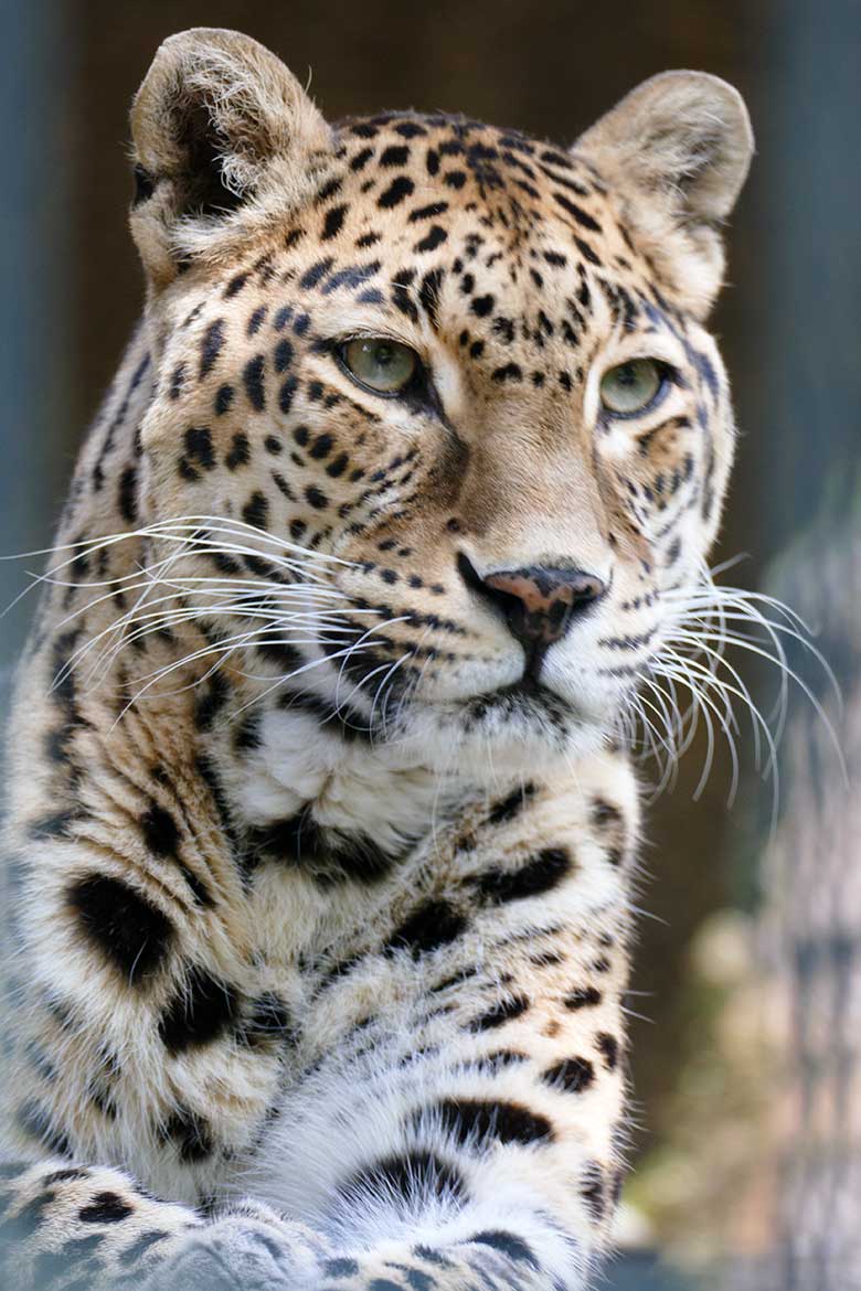 Indische Leoparden-Katze BHRIKUTI am 18. September 2020 auf der Außenanlage am Großkatzen-Haus im Grünen Zoo Wuppertal