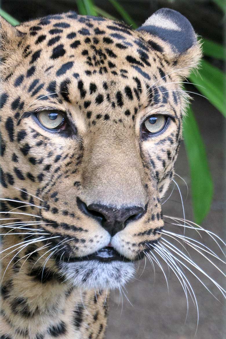 Männlicher Indischer Leopard BHAGYA am 22. Oktober 2020 im Außengehege am Großkatzen-Haus im Zoologischen Garten Wuppertal
