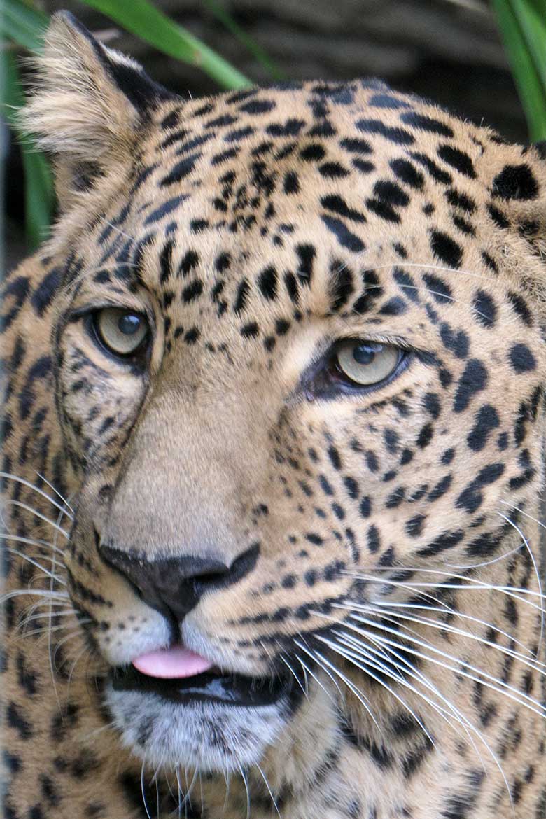 Männlicher Indischer Leopard BHAGYA am 22. Oktober 2020 im Außengehege am Großkatzen-Haus im Zoo Wuppertal