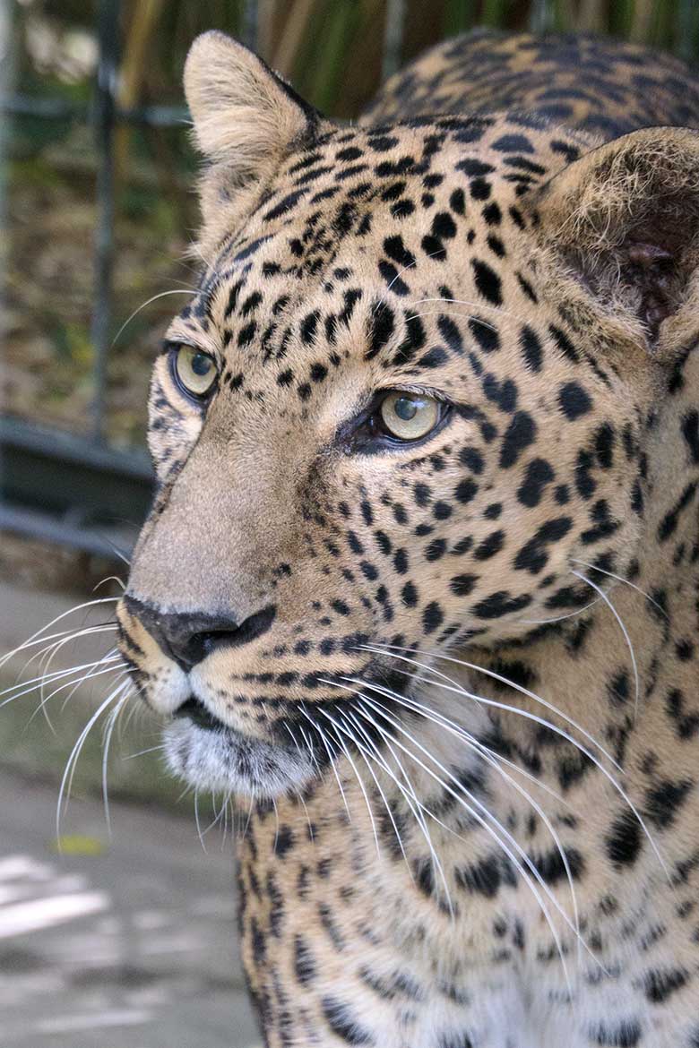 Männlicher Indischer Leopard BHAGYA am 22. Oktober 2020 im Außengehege am Großkatzen-Haus im Wuppertaler Zoo
