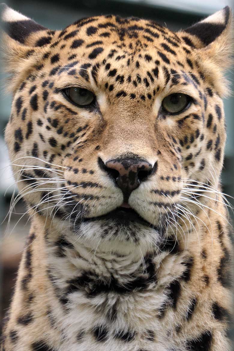 Weiblicher Indischer Leopard BHRIKUTI am 22. Oktober 2020 im Außengehege am Großkatzen-Haus im Zoologischen Garten der Stadt Wuppertal
