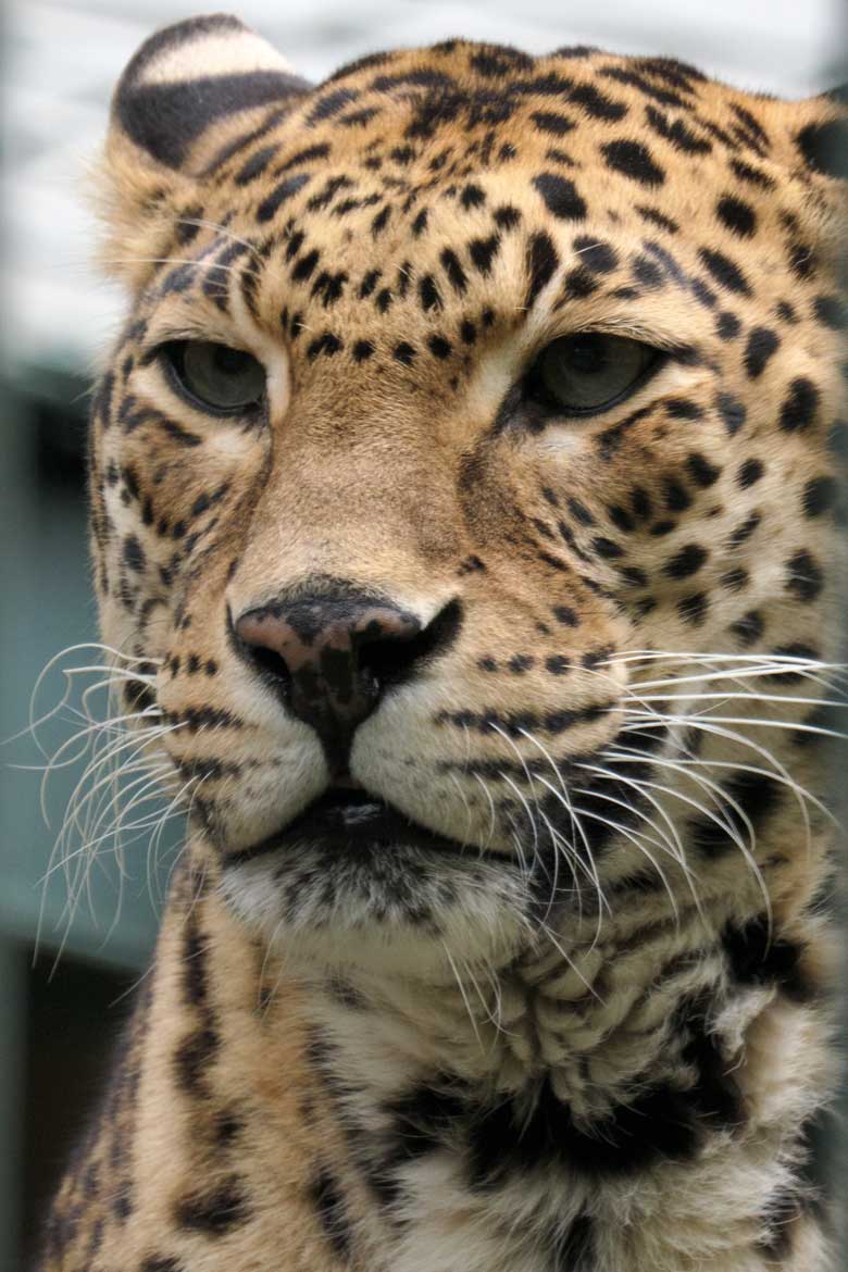 Weiblicher Indischer Leopard BHRIKUTI am 22. Oktober 2020 im Außengehege am Großkatzen-Haus im Zoo Wuppertal