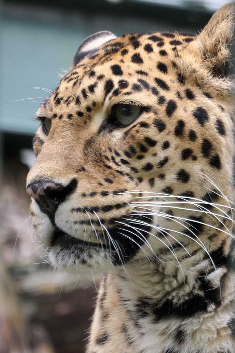 Weiblicher Indischer Leopard BHRIKUTI am 22. Oktober 2020 im Außengehege am Großkatzen-Haus im Wuppertaler Zoo