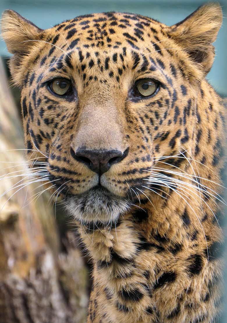 Männlicher Indischer Leopard BHAGYA am 17. März 2021 auf der Außenanlage am Großkatzen-Haus im Grünen Zoo Wuppertal