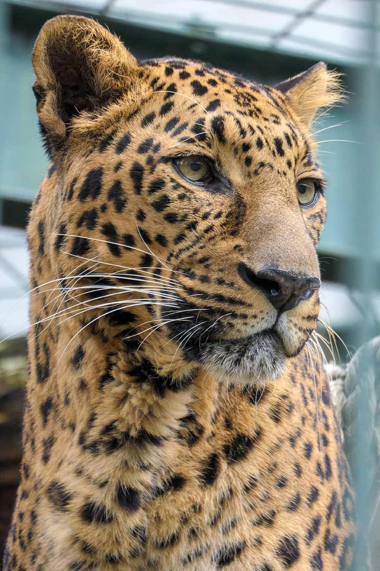 Männlicher Indischer Leopard BHAGYA am 17. März 2021 auf der Außenanlage am Großkatzen-Haus im Zoologischen Garten Wuppertal