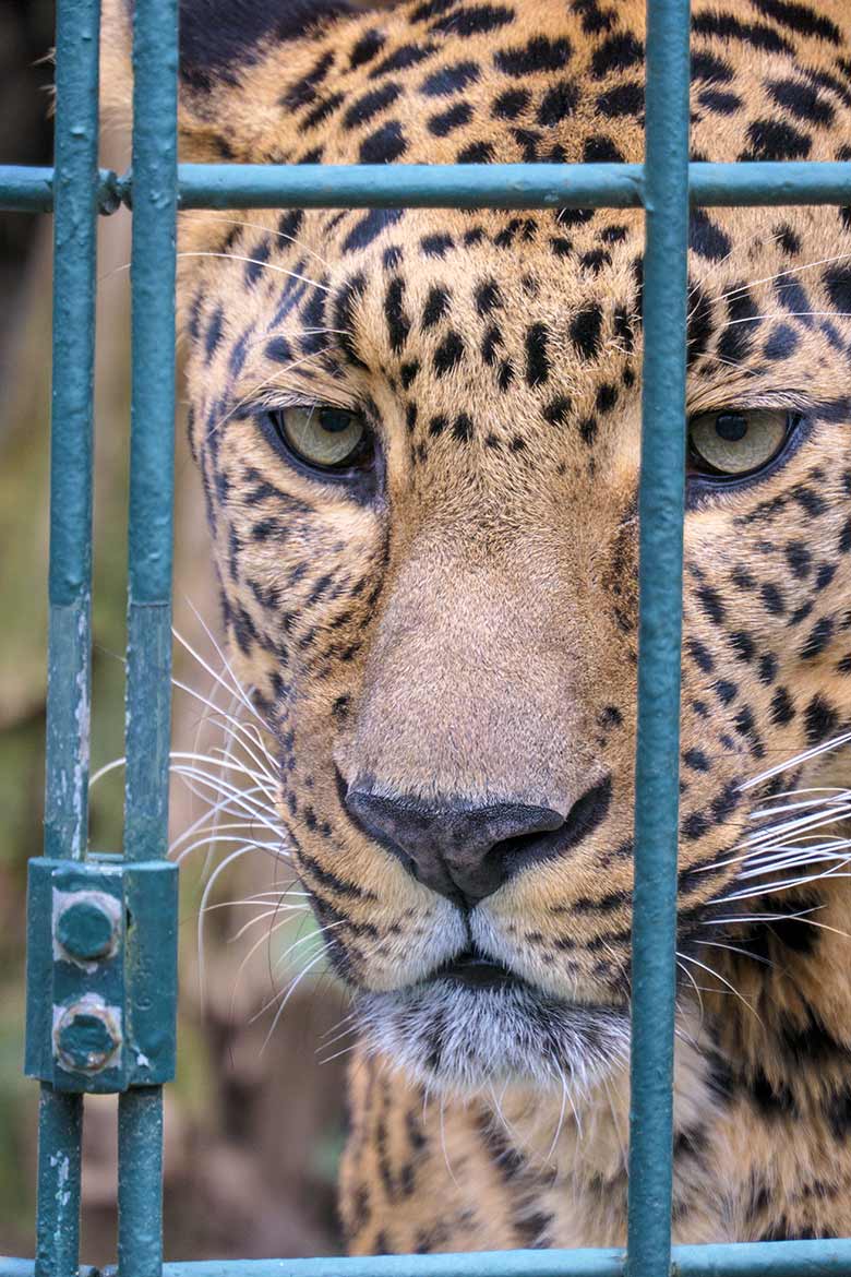 Männlicher Indischer Leopard BHAGYA am 17. März 2021 auf der Außenanlage am Großkatzen-Haus im Wuppertaler Zoo