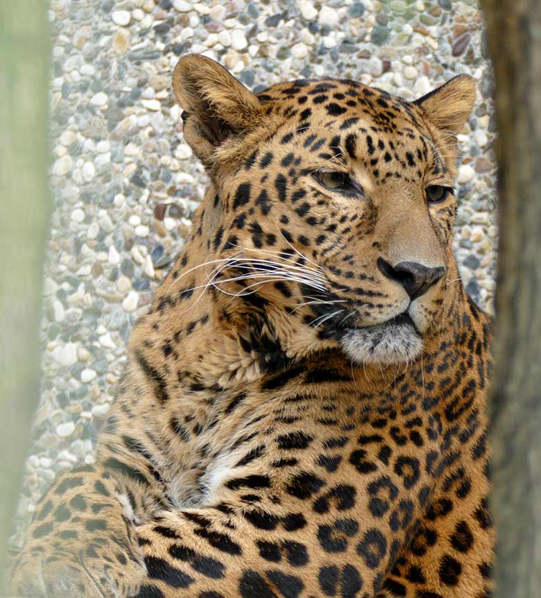 Indischer Leoparden-Kater BHAGYA am 20. März 2021 auf der Außenanlage am Großkatzen-Haus im Zoo Wuppertal