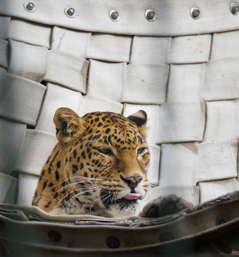 Indische Leoparden-Katze BHRIKUTI am 20. März 2021 auf der Außenanlage am Großkatzen-Haus im Wuppertaler Zoo