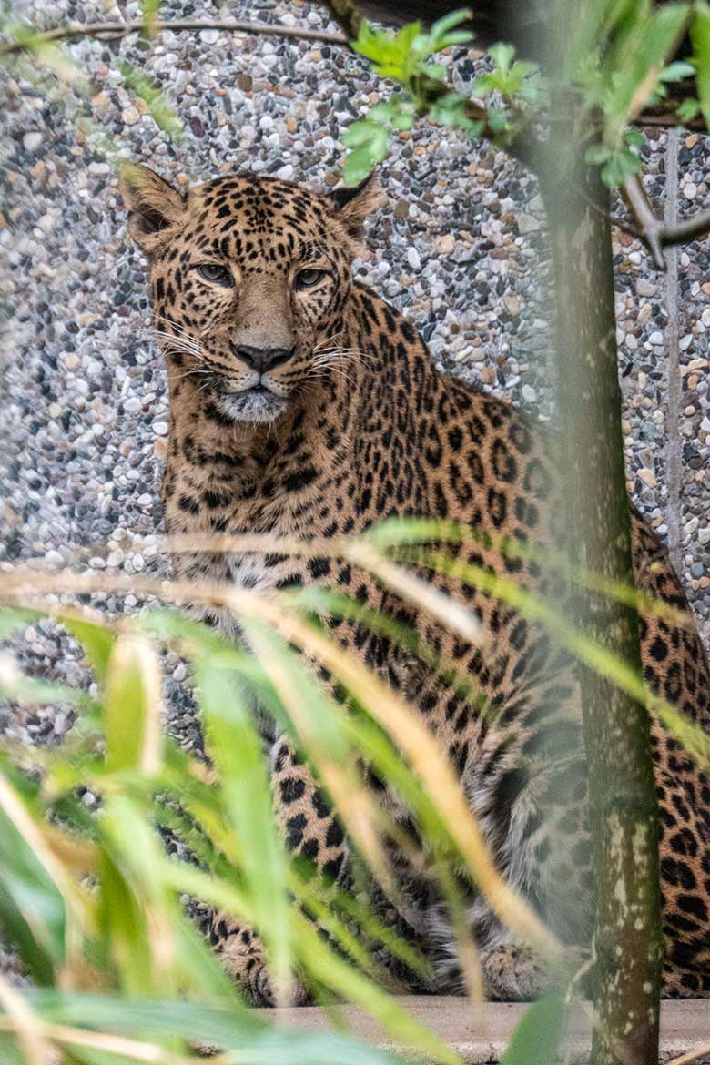 Indischer Leoparden-Kater BHAGYA am 11. April 2021 in der Außenanlage am Großkatzen-Haus im Grünen Zoo Wuppertal