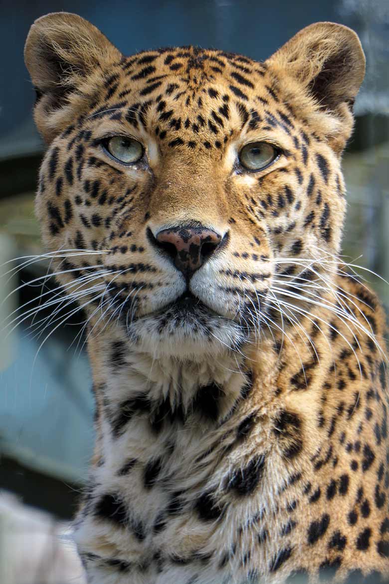 Indische Leoparden-Katze BHRIKUTI am 6. Mai 2021 auf der Außenanlage am Großkatzen-Haus im Grünen Zoo Wuppertal