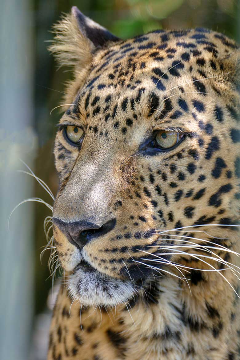 Indischer Leopard Kater BHAGYA am 30. Mai 2021 auf der Außenanlage am Großkatzen-Haus im Grünen Zoo Wuppertal