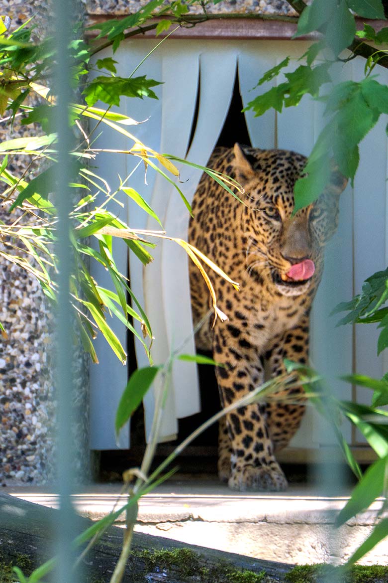 Indischer Leoparden-Kater BHAGYA am 14. Juni 2021 auf der Außenanlage am Großkatzen-Haus im Grünen Zoo Wuppertal