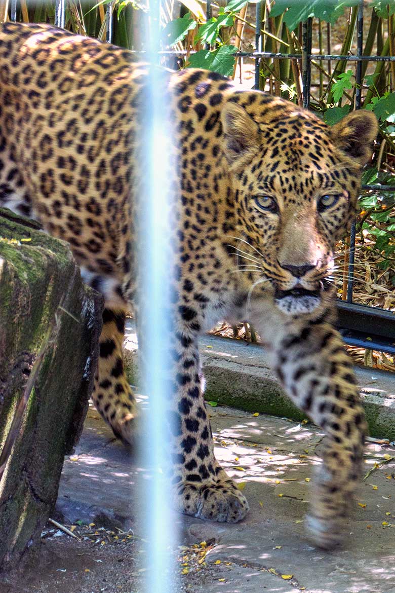 Indischer Leoparden-Kater BHAGYA am 14. Juni 2021 auf der Außenanlage am Großkatzen-Haus im Zoologischen Garten Wuppertal