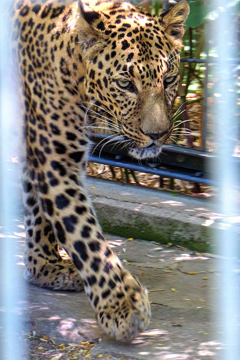 Indischer Leoparden-Kater BHAGYA am 14. Juni 2021 auf der Außenanlage am Großkatzen-Haus im Zoo Wuppertal