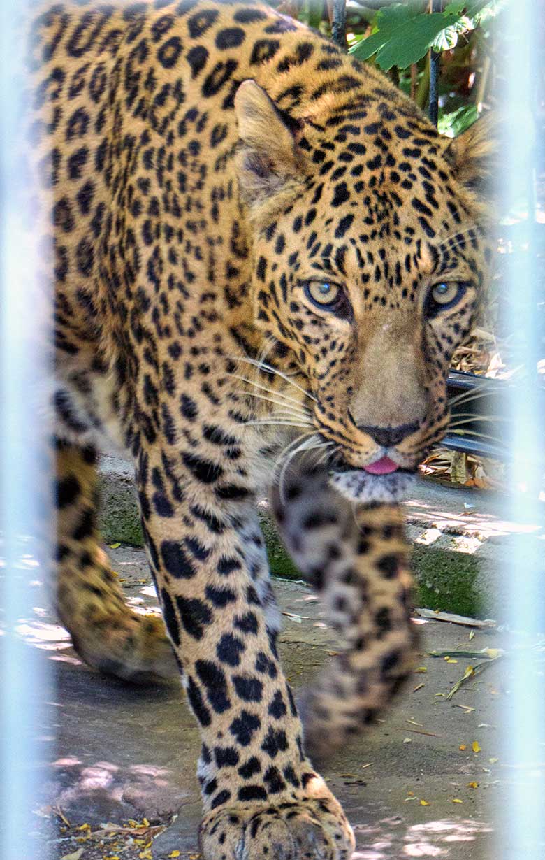 Indischer Leoparden-Kater BHAGYA am 14. Juni 2021 auf der Außenanlage am Großkatzen-Haus im Wuppertaler Zoo
