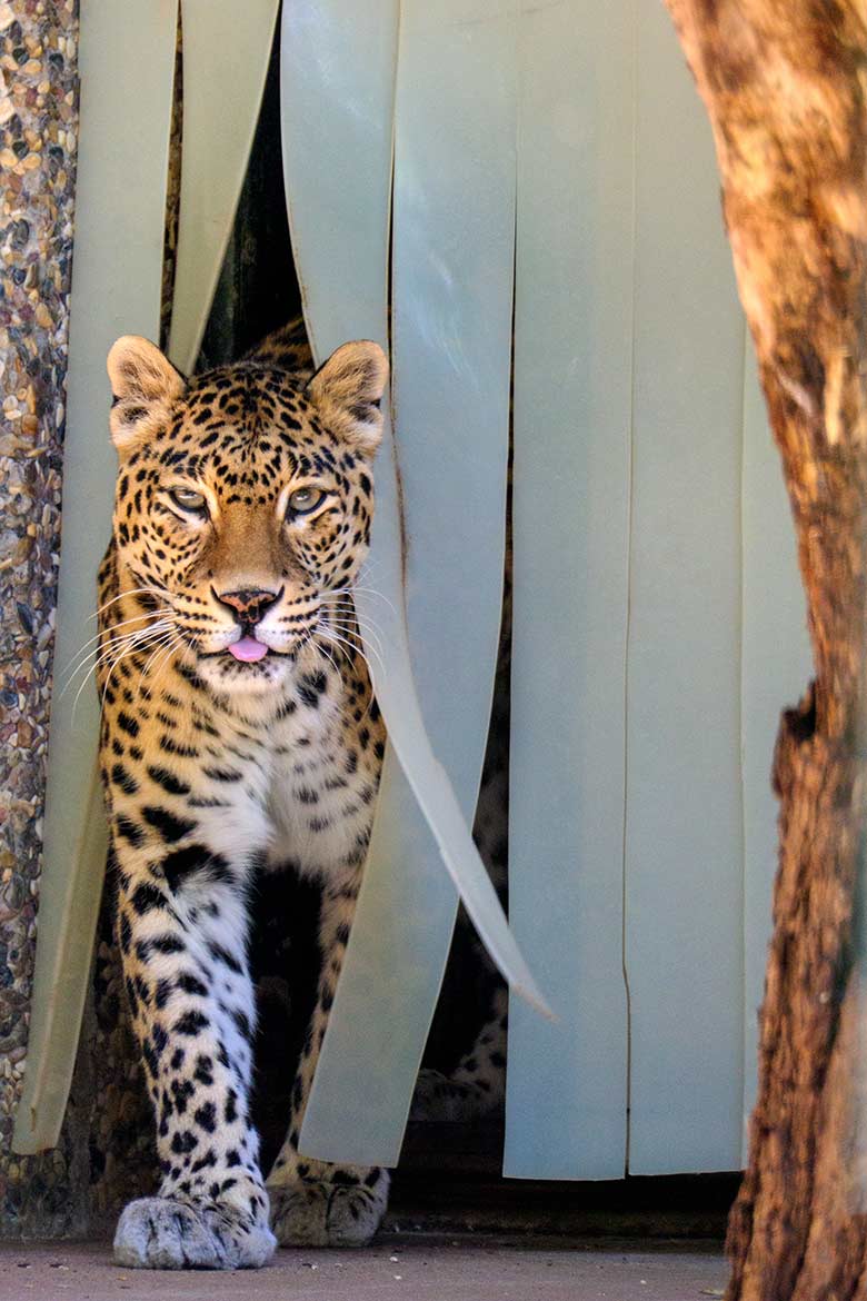 Indische Leoparden-Katze BHRIKUTI am 14. Juni 2021 auf der Außenanlage am Großkatzen-Haus im Grünen Zoo Wuppertal
