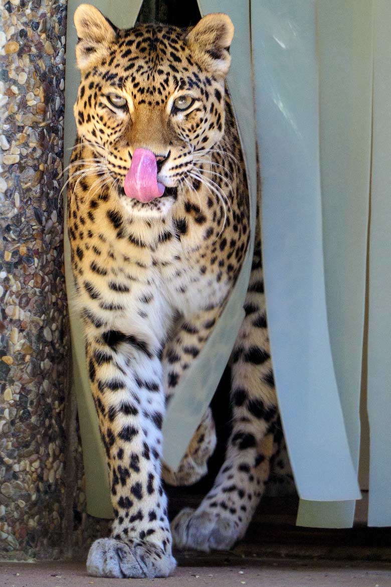 Indische Leoparden-Katze BHRIKUTI am 14. Juni 2021 auf der Außenanlage am Großkatzen-Haus im Zoologischen Garten der Stadt Wuppertal