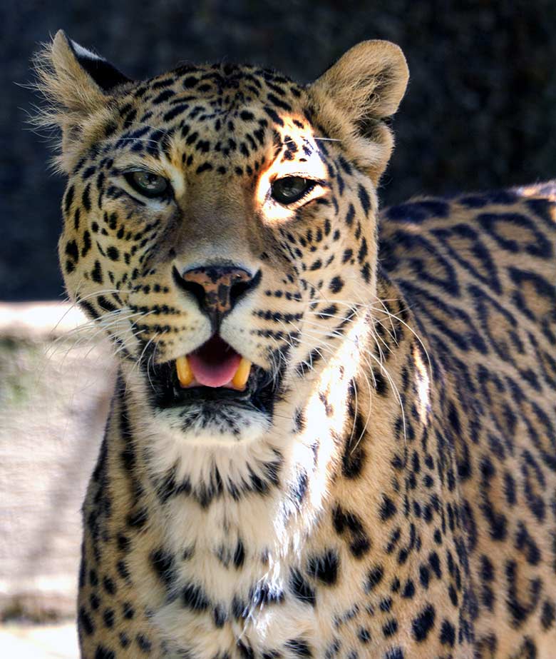 Indische Leoparden-Katze BHRIKUTI am 14. Juni 2021 auf der Außenanlage am Großkatzen-Haus im Zoo Wuppertal