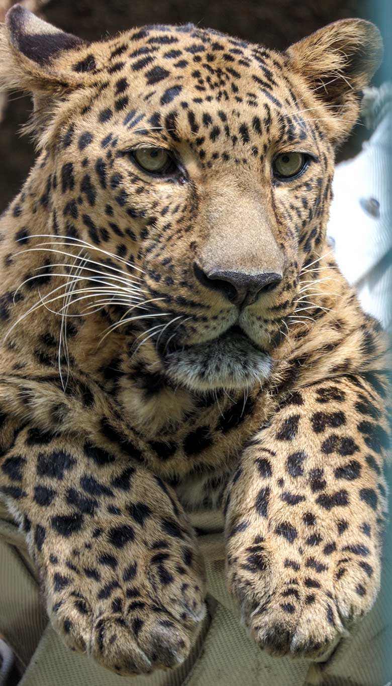 Indischer Leoparden-Kater BHAGYA am 24. Juni 2021 auf der Außenanlage am Großkatzen-Haus im Zoologischen Garten Wuppertal