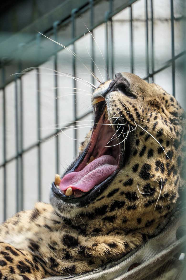 Indischer Leoparden-Kater BHAGYA am 24. Juni 2021 auf der Außenanlage am Großkatzen-Haus im Zoo Wuppertal
