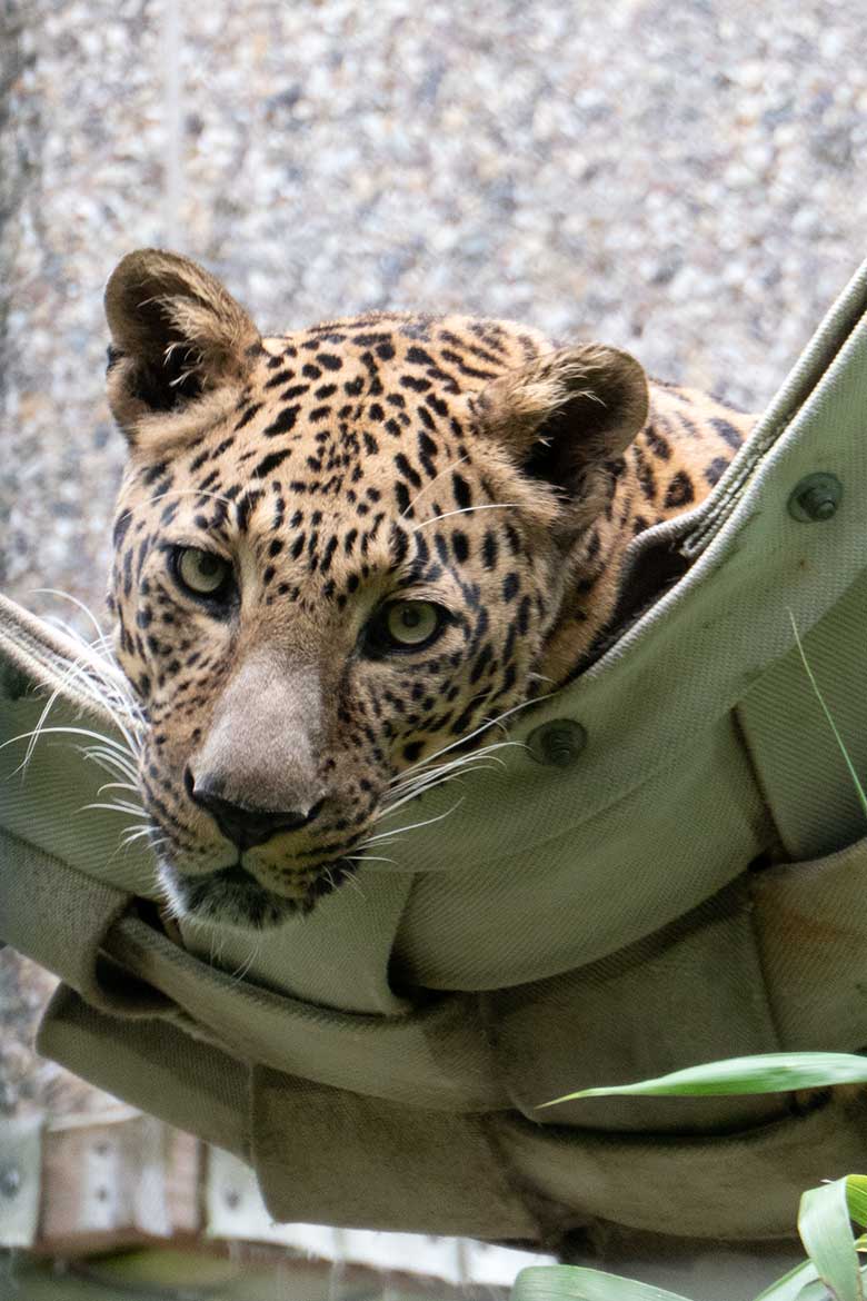 Indische Leoparden-Katze BHRIKUTI am 16. Juli 2021 auf der Außenanlage am ehemaligen Großkatzen-Haus im Zoologischen Garten der Stadt Wuppertal