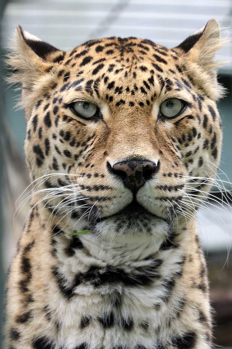 Indische Leoparden-Katze BHRIKUTI am 16. Juli 2021 auf der Außenanlage am ehemaligen Großkatzen-Haus im Wuppertaler Zoo