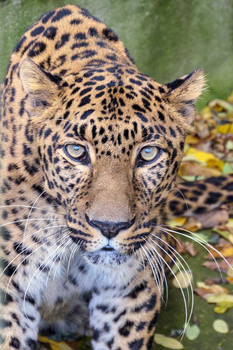 Indischer Leopard Kater BHAGYA am 8. November 2021 auf der Außenanlage am Großkatzen-Haus im Grünen Zoo Wuppertal