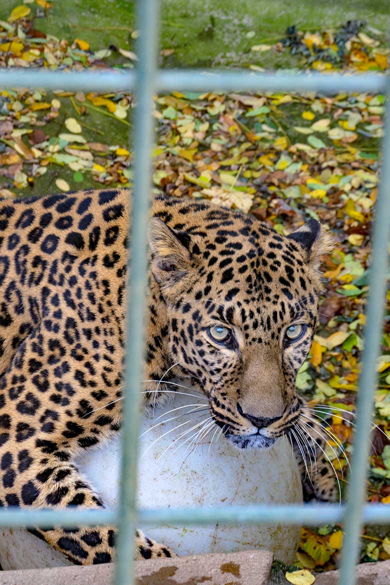 Indischer Leoparden-Kater BHAGYA mit Ball am 8. November 2021 auf der Außenanlage am Großkatzen-Haus im Zoo Wuppertal