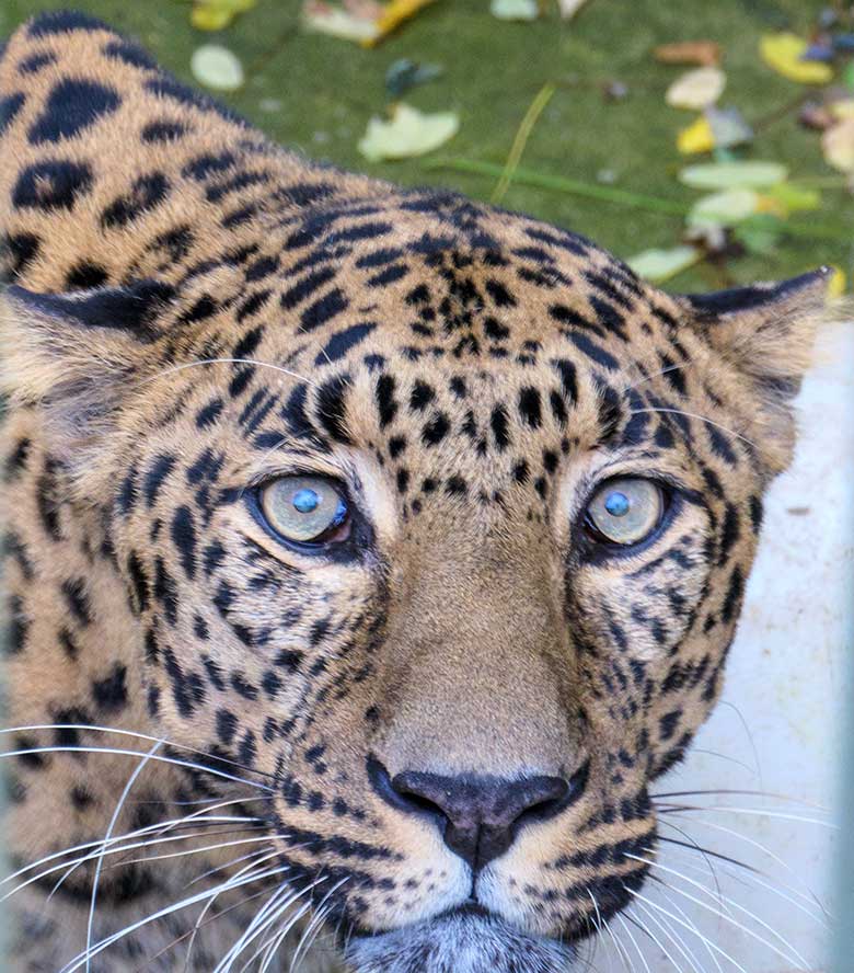 Männlicher Indischer Leopard BHAGYA am 8. November 2021 auf der Außenanlage am Großkatzen-Haus im Zoologischen Garten Wuppertal