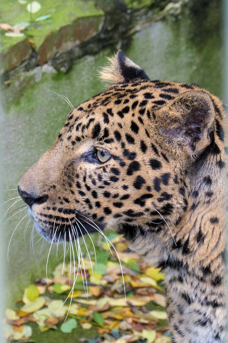 Indischer Leopard Kater BHAGYA am 8. November 2021 auf der Außenanlage am Großkatzen-Haus im Wuppertaler Zoo