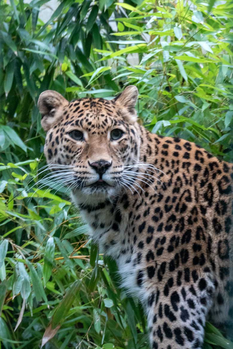 Indische Leopardin BHRIKUTI am 14. Januar 2022 in einer Außenanlage am Großkatzen-Haus im Wuppertaler Zoo