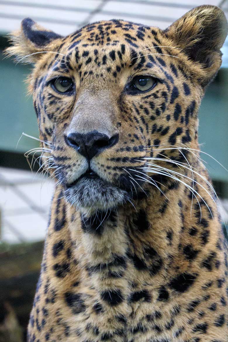 Indischer Leopard Kater BHAGYA am 2. Februar 2022 in einer Außenanlage am ehemaligen Großkatzen-Haus im Zoologischen Garten Wuppertal