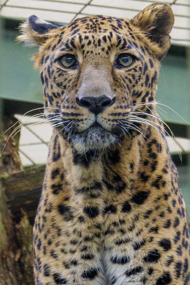 Indischer Leopard Kater BHAGYA am 2. Februar 2022 in einer Außenanlage am ehemaligen Großkatzen-Haus im Wuppertaler Zoo