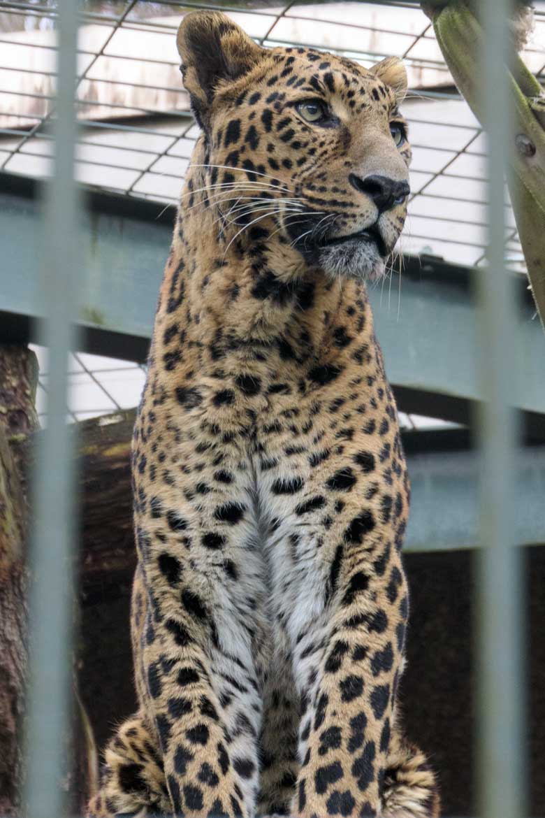 Indischer Leopard Kater BHAGYA am 2. Februar 2022 in einer Außenanlage am ehemaligen Großkatzen-Haus im Grünen Zoo Wuppertal