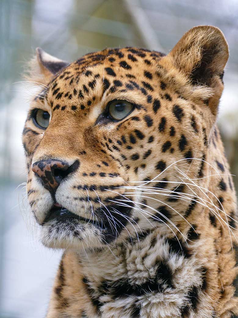 Indische Leopardin BHRIKUTI am 20. März 2022 in einer Außenanlage am Großkatzen-Haus im Grünen Zoo Wuppertal