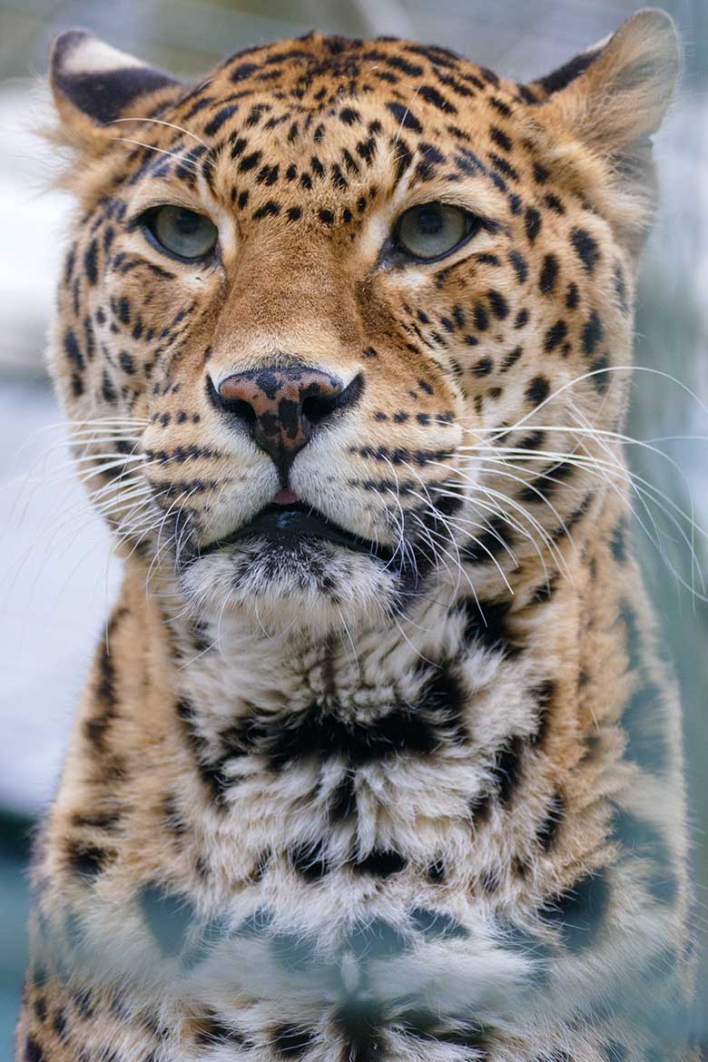 Indische Leopardin BHRIKUTI am 20. März 2022 in einer Außenanlage am Großkatzen-Haus im Zoologischen Garten Wuppertal