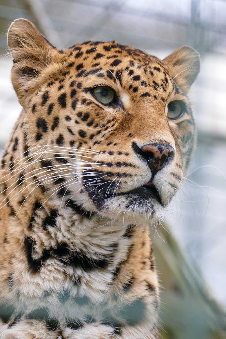 Indische Leopardin BHRIKUTI am 20. März 2022 in einer Außenanlage am Großkatzen-Haus im Zoo Wuppertal