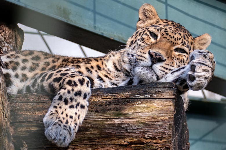 Indische Leopardin BHRIKUTI am 28. März 2022 in einer Außenanlage am Großkatzen-Haus im Grünen Zoo Wuppertal