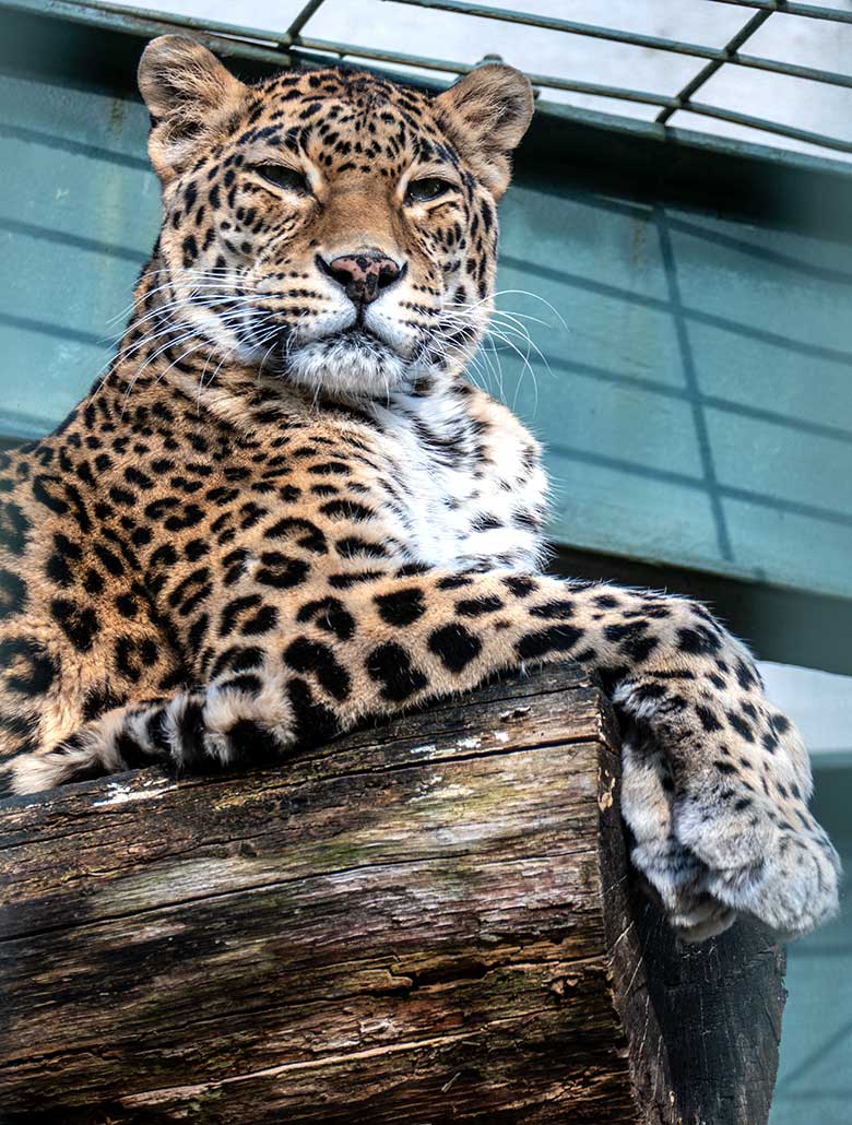 Indische Leopardin BHRIKUTI am 28. März 2022 in einer Außenanlage am Großkatzen-Haus im Wuppertaler Zoo