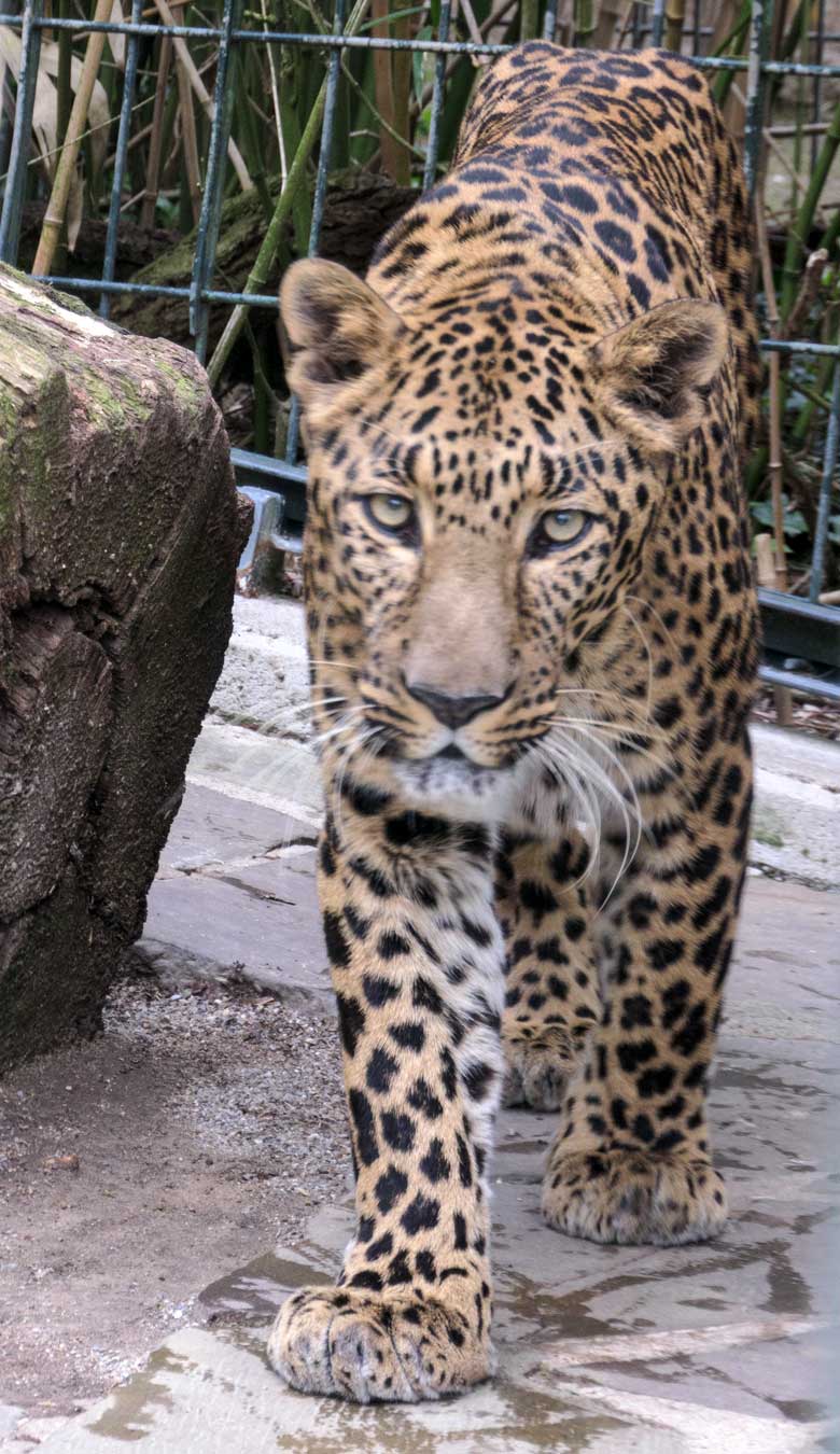 Indischer Leoparden-Kater BHAGYA am 1. Mai 2022 im Außengehege am Großkatzen-Haus im Grünen Zoo Wuppertal