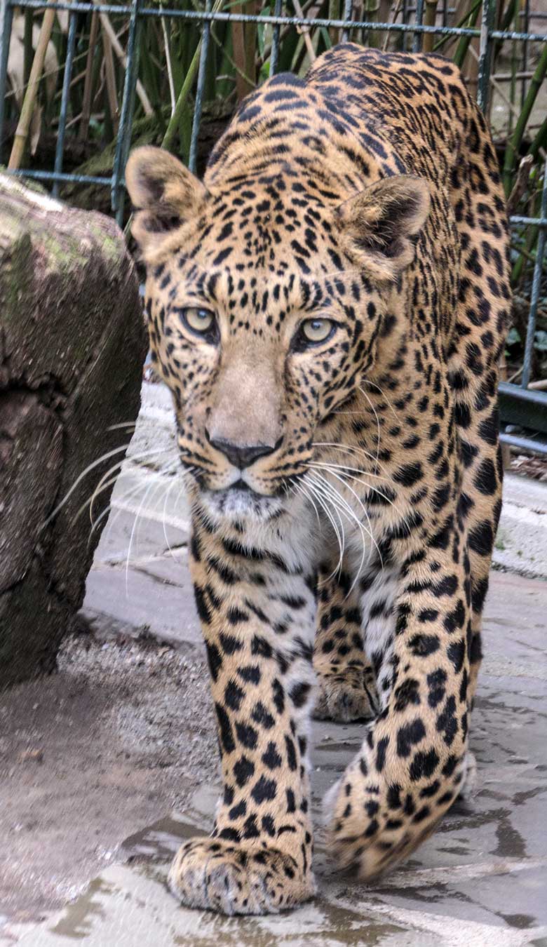 Männlicher Indischer Leopard BHAGYA am 1. Mai 2022 im Außengehege am Großkatzen-Haus im Wuppertaler Zoo