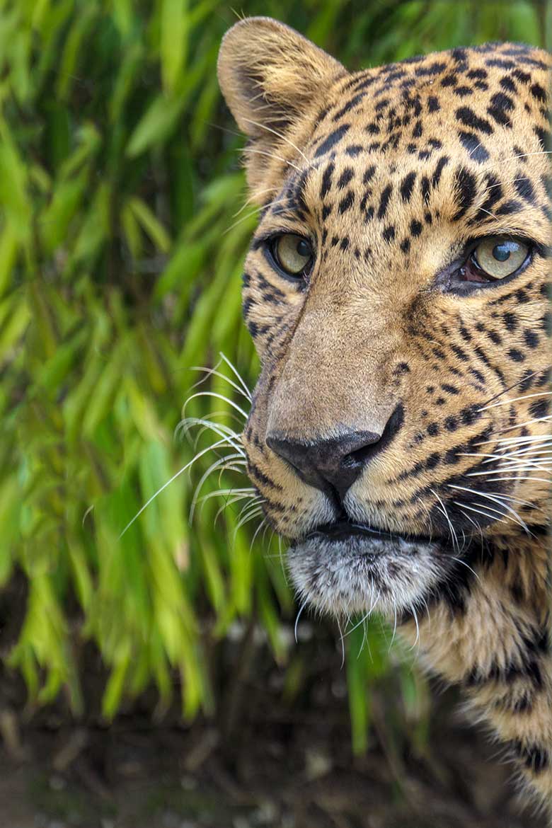 Männlicher Indischer Leopard BHAGYA am 1. Mai 2022 im Außengehege am Großkatzen-Haus im Zoo Wuppertal