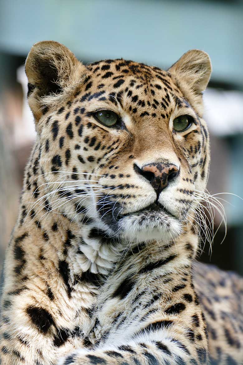Indische Leoparden-Katze BHRIKUTI am 15. Mai 2022 im Außengehege am Großkatzen-Haus im Grünen Zoo Wuppertal