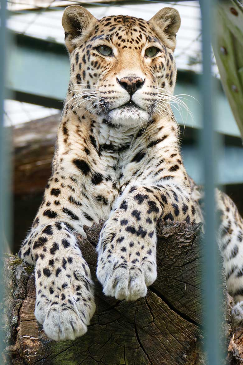 Indische Leoparden-Katze BHRIKUTI am 15. Mai 2022 im Außengehege am Großkatzen-Haus im Zoologischen Garten Wuppertal