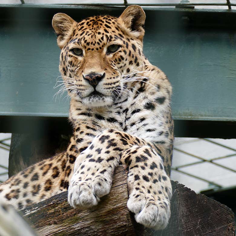 Indischer Leopard Katze BHRIKUTI am 17. Mai 2022 im Außengehege am Großkatzen-Haus im Zoo Wuppertal