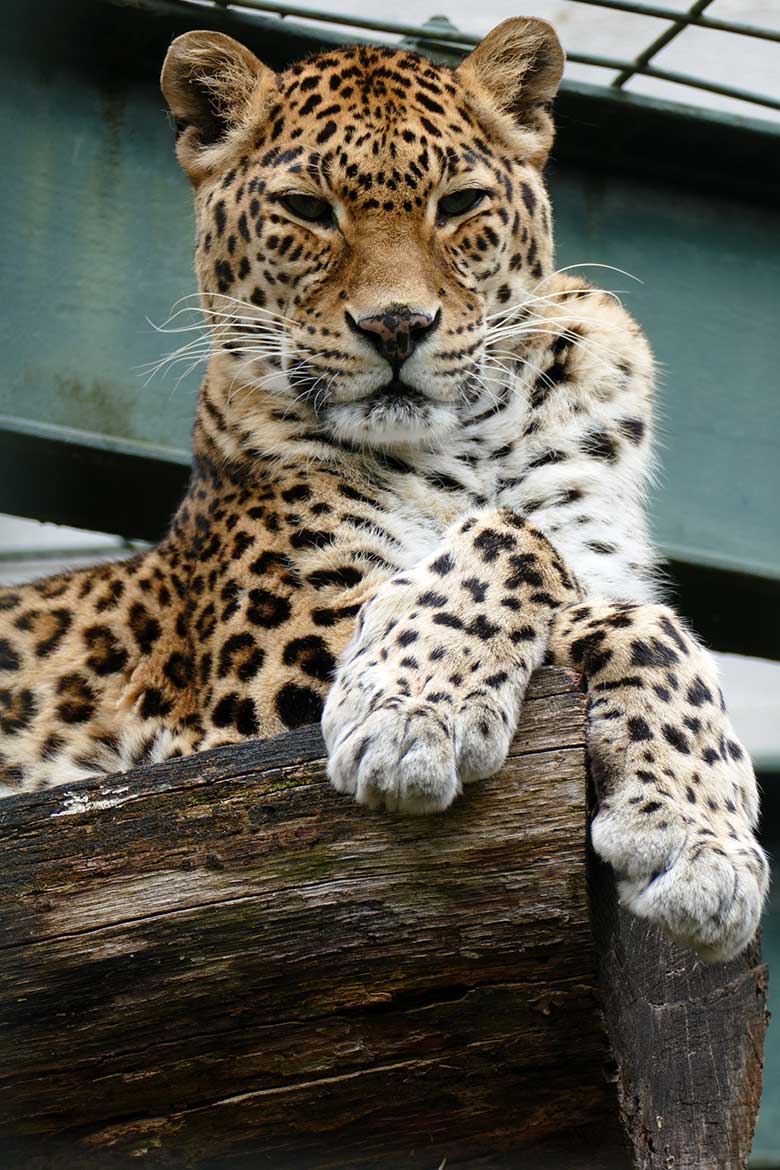 Indischer Leopard Katze BHRIKUTI am 17. Mai 2022 im Außengehege am Großkatzen-Haus im Wuppertaler Zoo