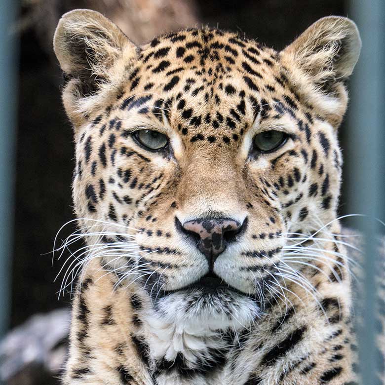 Indische Leopardin BHRIKUTI am 21. Mai 2022 im Außengehege am Großkatzen-Haus im Wuppertaler Zoo