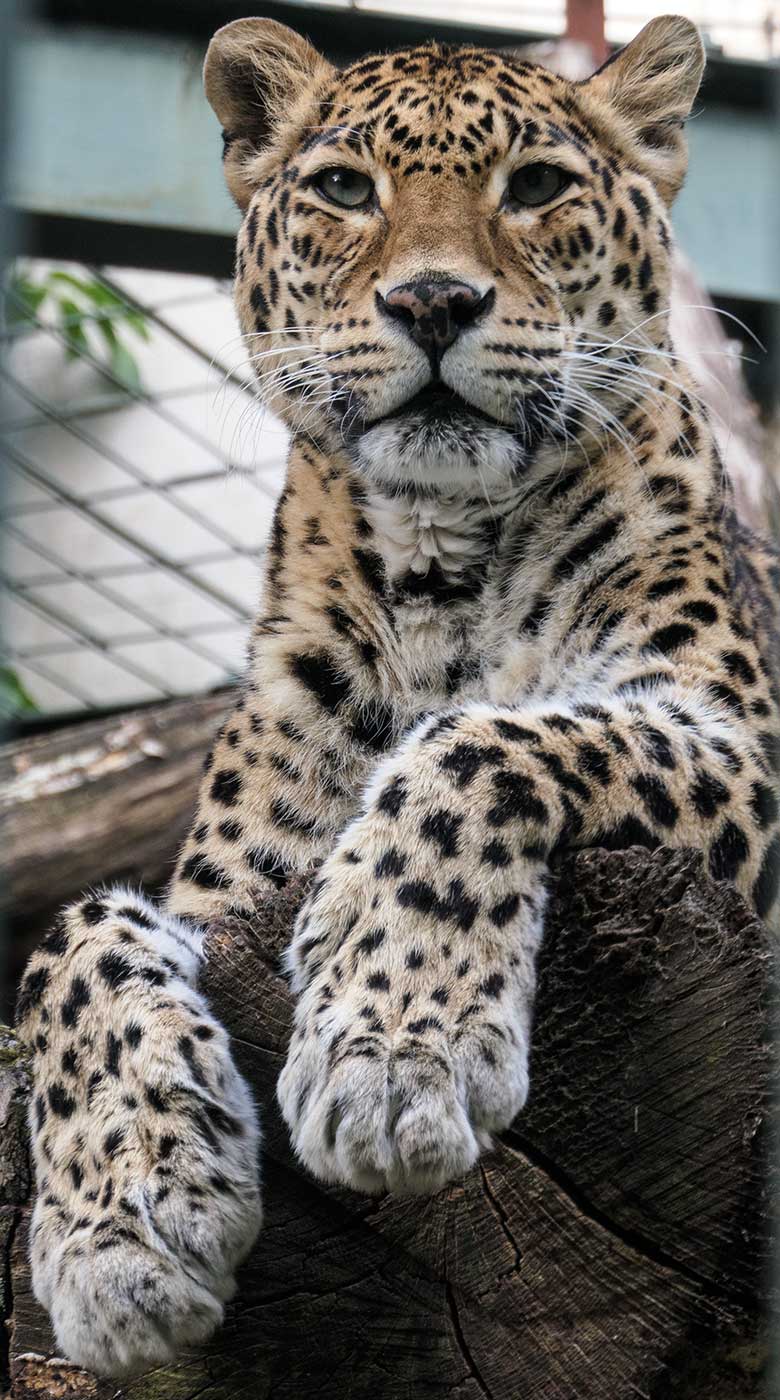 Indischer Leopard Katze BHRIKUTI am 21. Mai 2022 im Außengehege am Großkatzen-Haus im Grünen Zoo Wuppertal