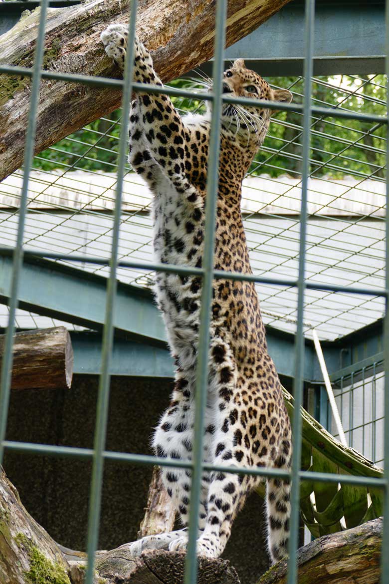 Indische Leoparden-Katze BHRIKUTI am 6. Juni 2022 im Außengehege am Großkatzen-Haus im Zoo Wuppertal